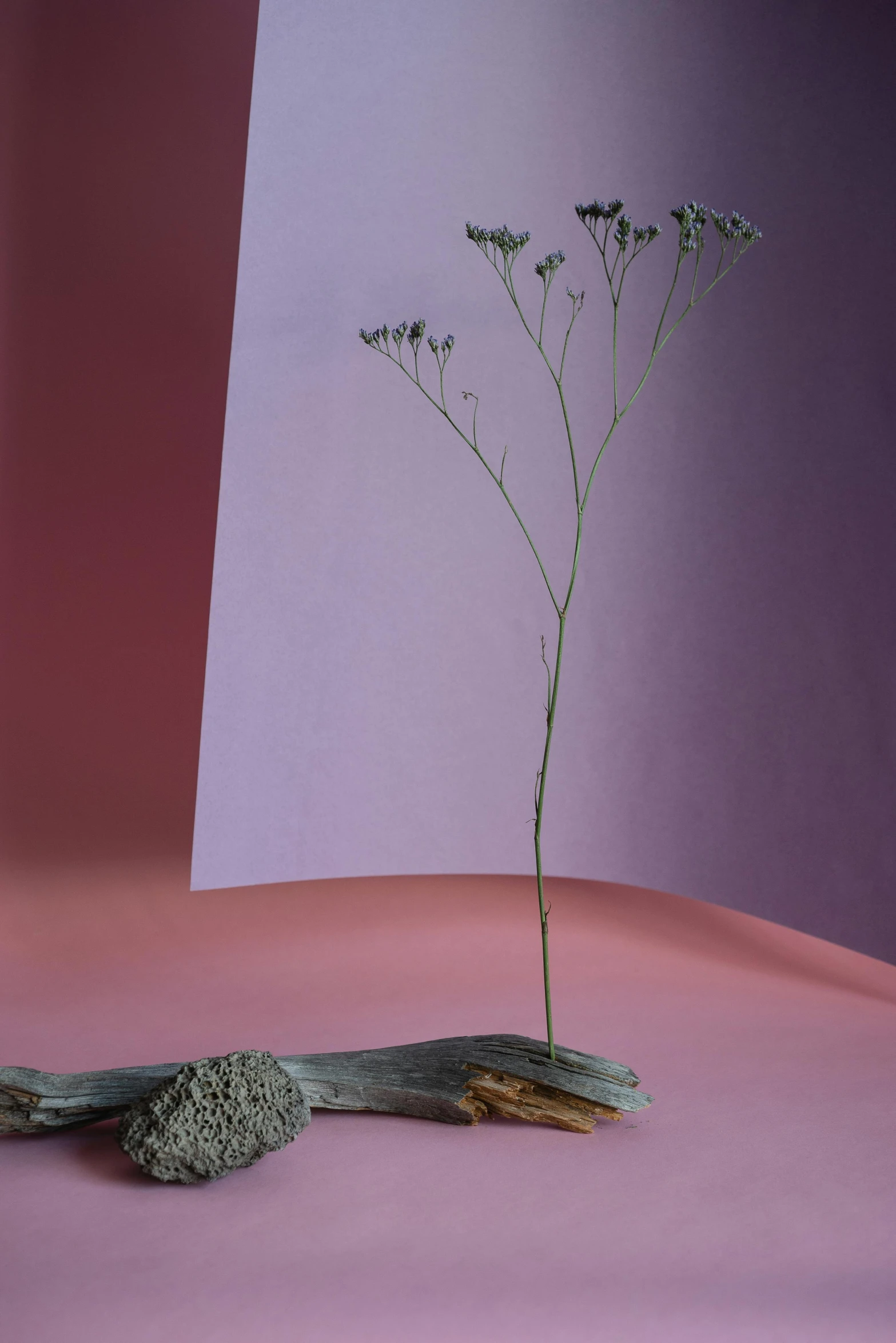 a small plant sitting on top of a pink surface, an abstract sculpture, inspired by Julian Schnabel, conceptual art, dried flowers, driftwood, second colours - purple, ignant