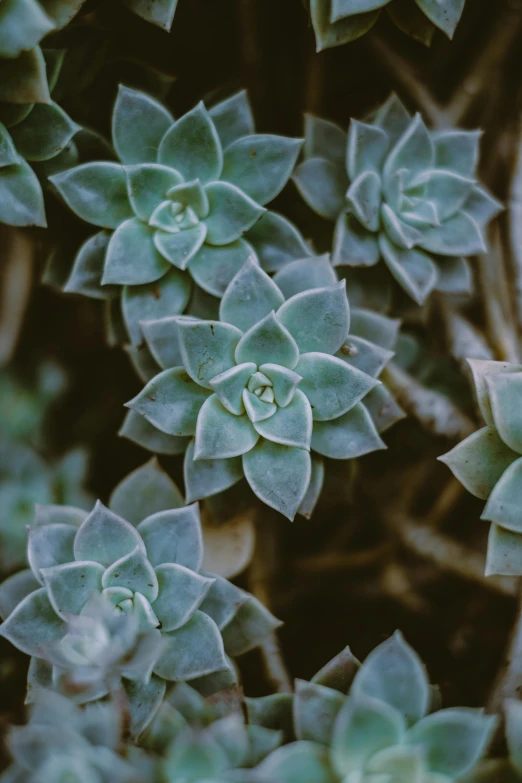 a close up of a plant with green leaves, trending on unsplash, desert flowers, ((greenish blue tones)), grey, low quality photo