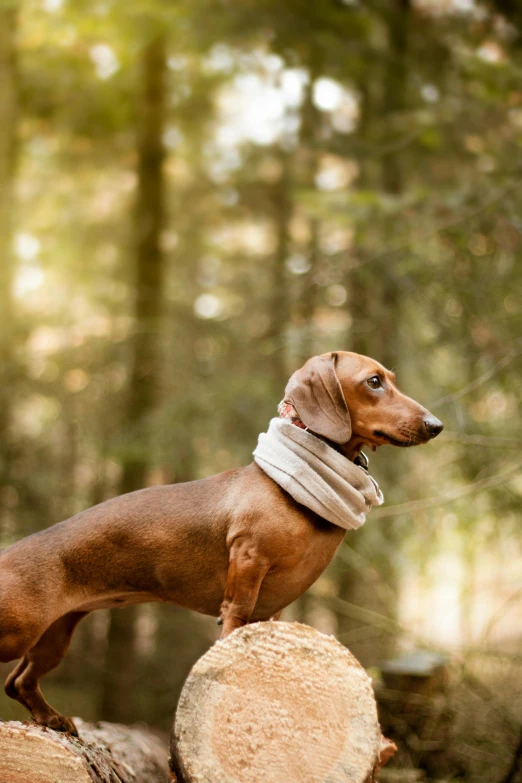 a dog standing on a log in the woods, inspired by Elke Vogelsang, bandanas, profile image, dachshund robot, super wide