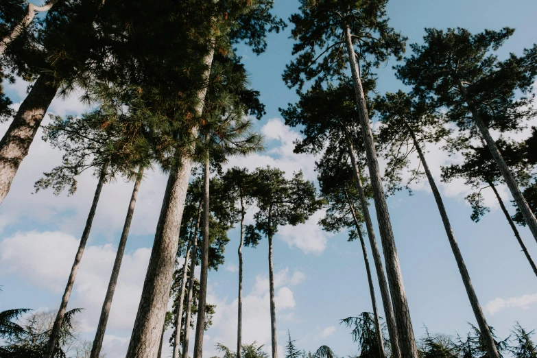 a forest filled with lots of tall trees, unsplash, land art, blue skies, ((trees))