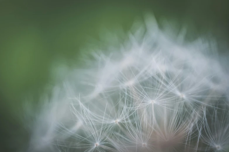 a close up of a dandelion with a blurry background, a macro photograph, unsplash, paul barson, green and white, astri lohne