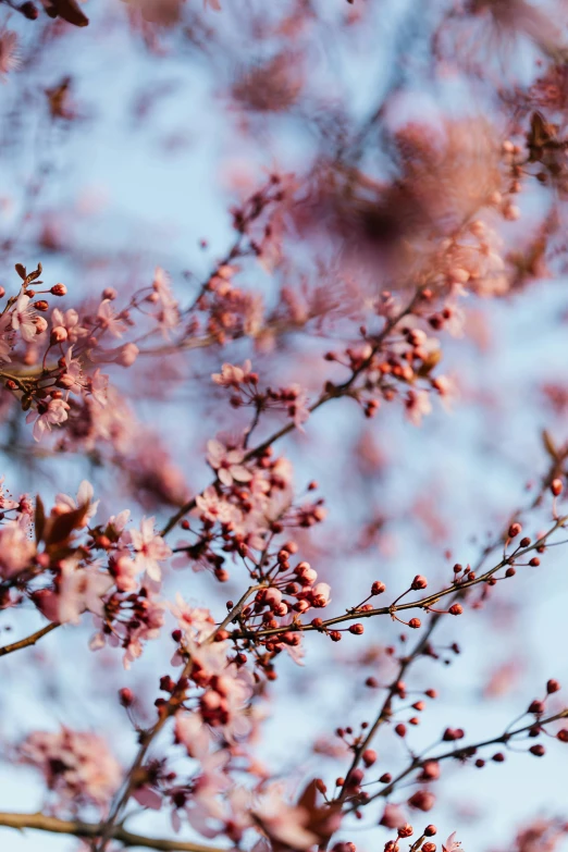 a bird sitting on top of a tree branch, by Niko Henrichon, trending on unsplash, romanticism, lots of sakura flowers, full frame image, flowering buds, maroon