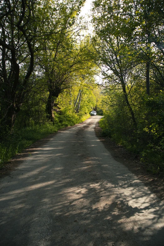 a dirt road surrounded by trees on a sunny day, cottagecore, photograph, wide greenways, spring evening