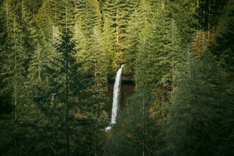 a waterfall in the middle of a forest, tall pine trees, zoomed out to show entire image, evergreen valley, a tall tree