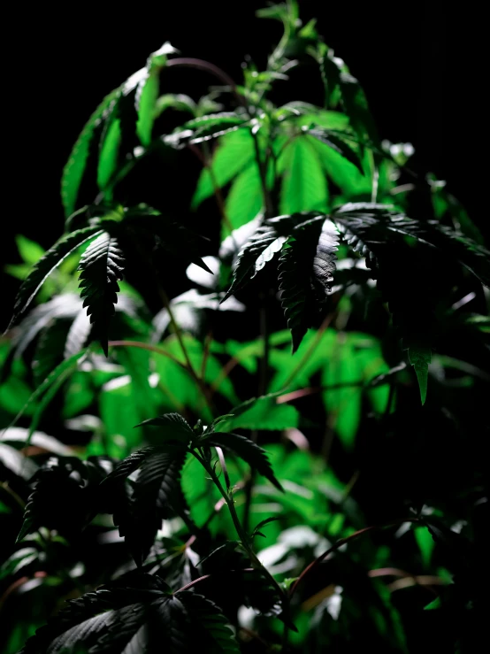 a close up of a plant with green leaves, a digital rendering, unsplash, marijuana trees, dark background ”, high quality image”