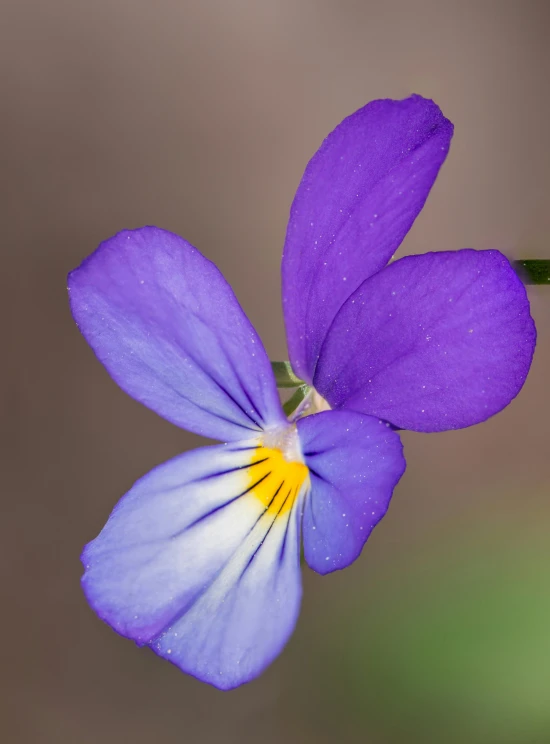 a close up of a flower with a blurry background, by Jan Rustem, violet, medium blue, paul barson, slightly golden