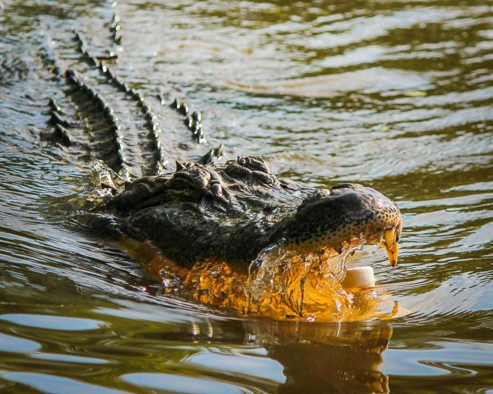 a large alligator in the water with it's mouth open, by Carey Morris, pexels contest winner, fan favorite, backwater bayou, al fresco, body in water