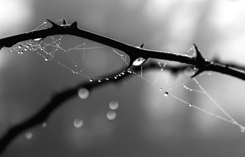 a black and white photo of water droplets on a branch, a macro photograph, by Mirko Rački, pixabay, spiderwebs, thorn crown, full of glass. cgsociety, contre jour