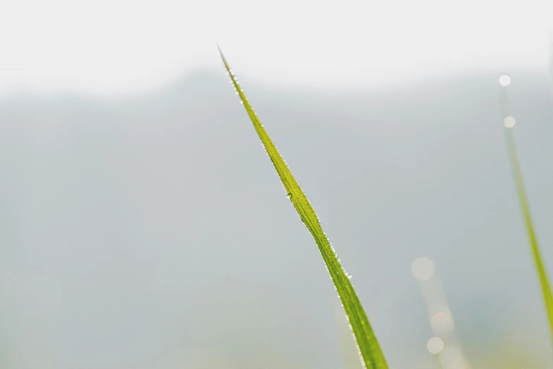 a close up of a blade of grass with water droplets, by Jan Rustem, unsplash, minimalism, light green mist, shot on sony a 7 iii, single long stick, farming