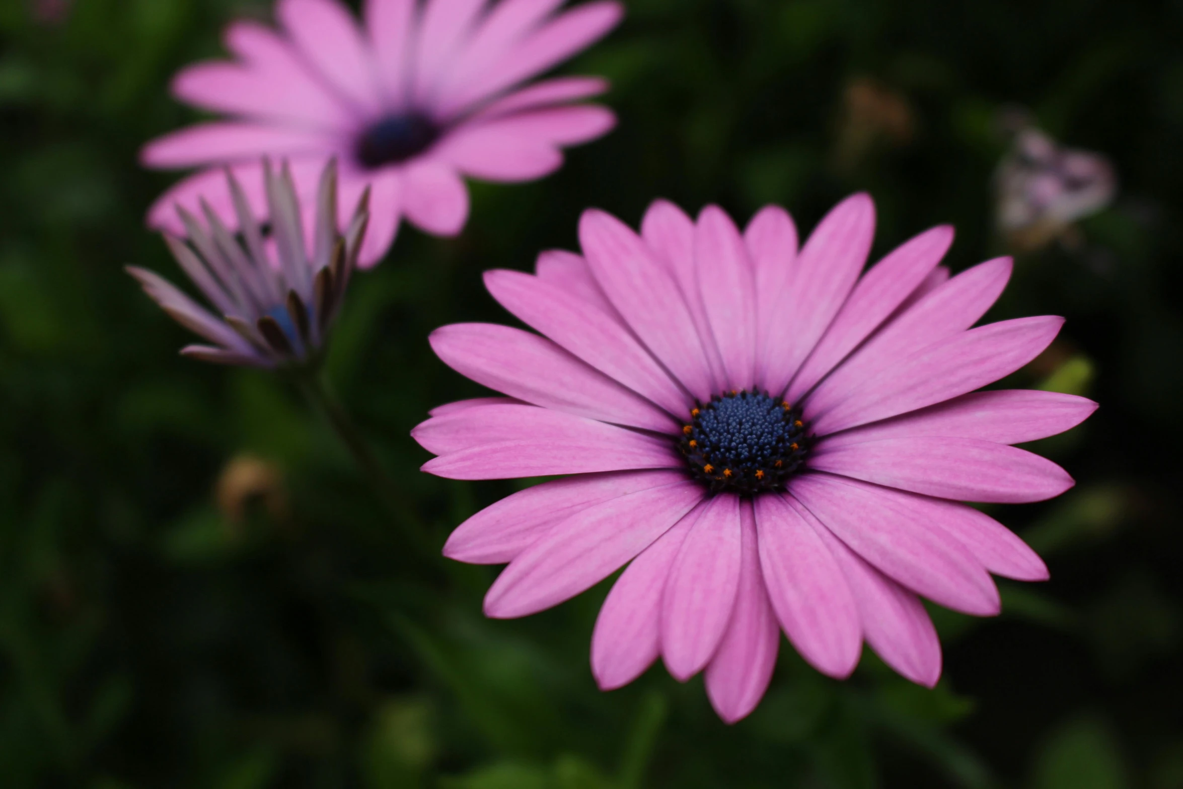 a couple of purple flowers sitting on top of a lush green field, pexels contest winner, photorealism, pink, daysies, medium close-up shot, full frame image