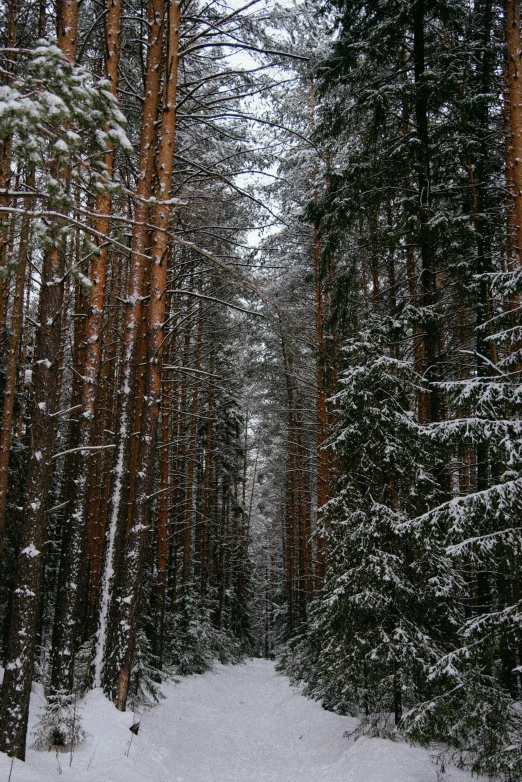 a man riding skis down a snow covered slope, a picture, inspired by Ivan Shishkin, unsplash contest winner, renaissance, path through a dense forest, sparse pine forest, ((trees)), looking towards camera