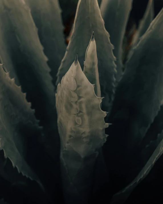 a close up of a plant with a lot of leaves, inspired by Elsa Bleda, pexels contest winner, renaissance, anthropomorphic cactus, desaturated, today\'s featured photograph 4k, grey