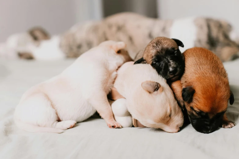a group of puppies laying on top of each other, by Emma Andijewska, trending on pexels, pregnancy, animation, bed, handheld
