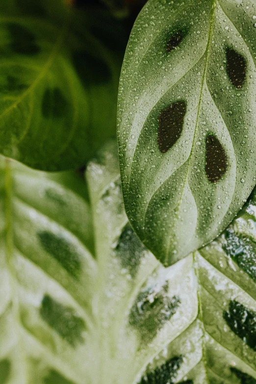 a close up of a leaf on a plant, inspired by Elsa Bleda, renaissance, trypophobia, water flows inside the terrarium, detailed product image, closeup of face melting