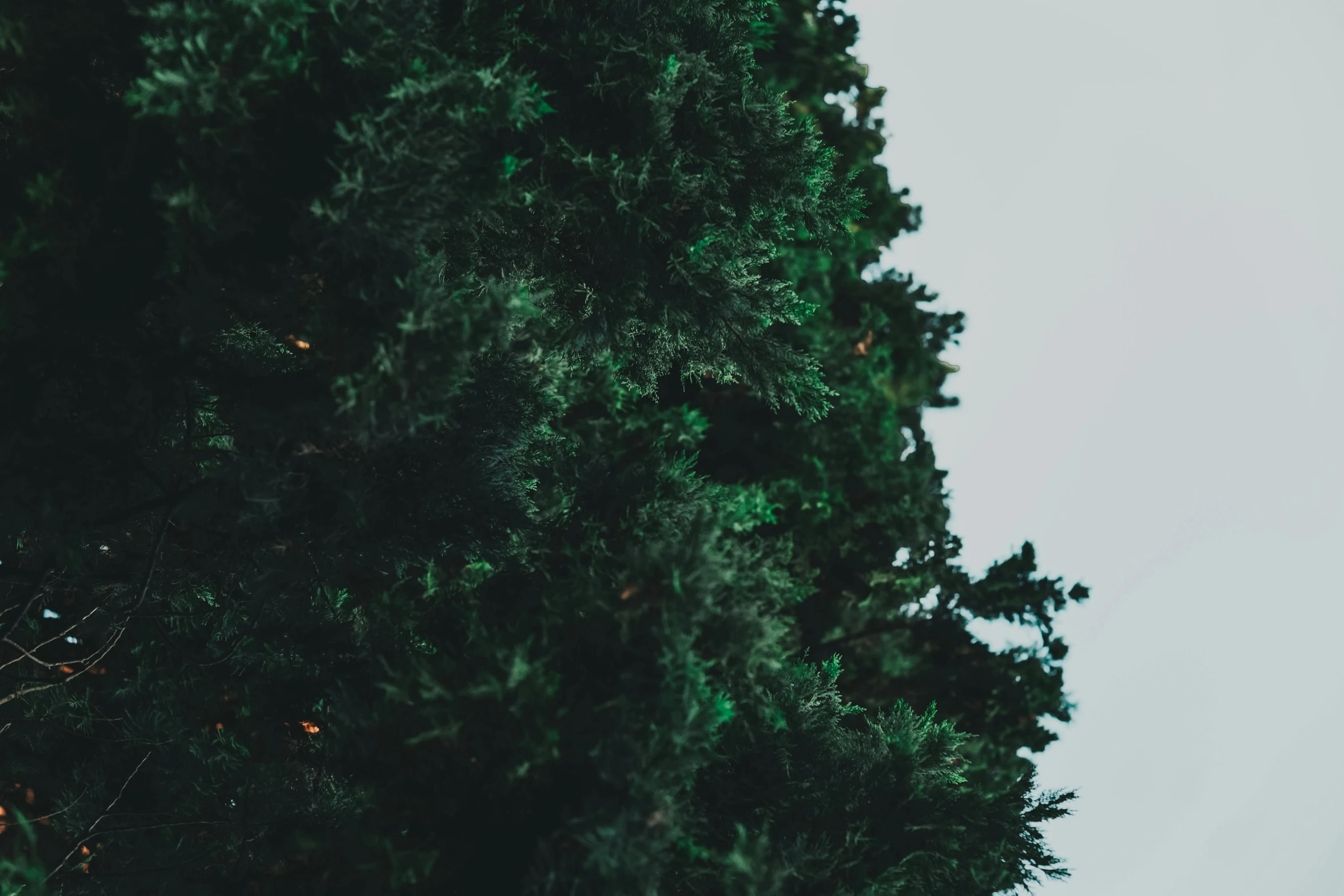 there is a plane that is flying in the sky, an album cover, by Carey Morris, trending on unsplash, postminimalism, pine tree, close up shot from the side, christmas tree, dark green