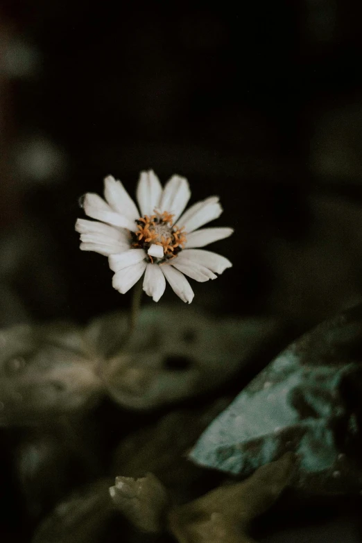 a single white flower sitting on top of a leaf, inspired by Elsa Bleda, unsplash, renaissance, low quality photo, withered, very dark background, ari aster