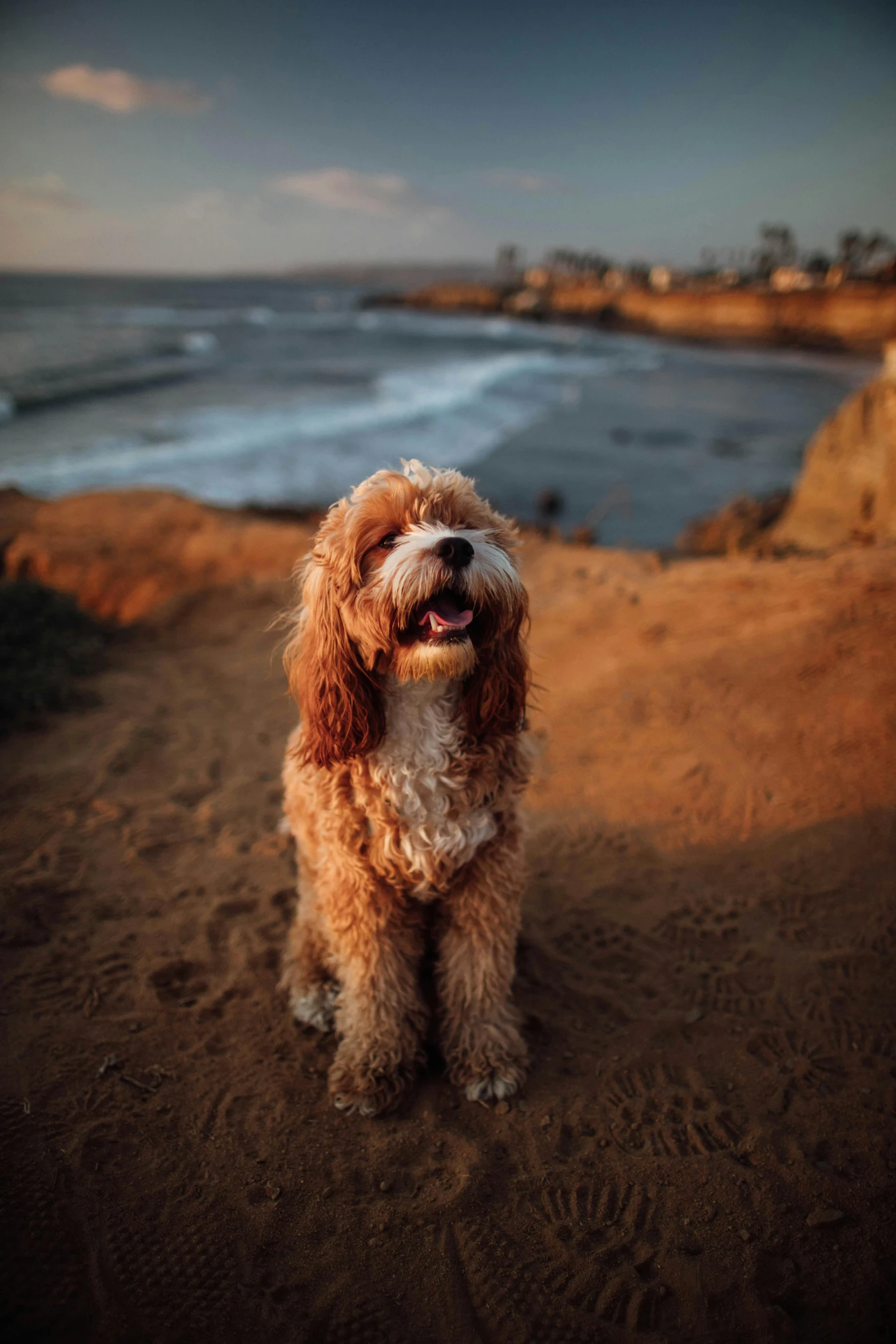 a brown and white dog sitting on top of a sandy beach, a portrait, unsplash, renaissance, oceanside, wookie, evening lighting, reddish