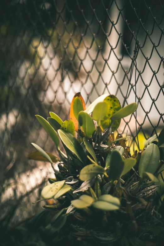 a plant growing out of the ground behind a chain link fence, inspired by Elsa Bleda, unsplash, bushes and leafs, post-processed, overgrown with orchids, cactus adjacent