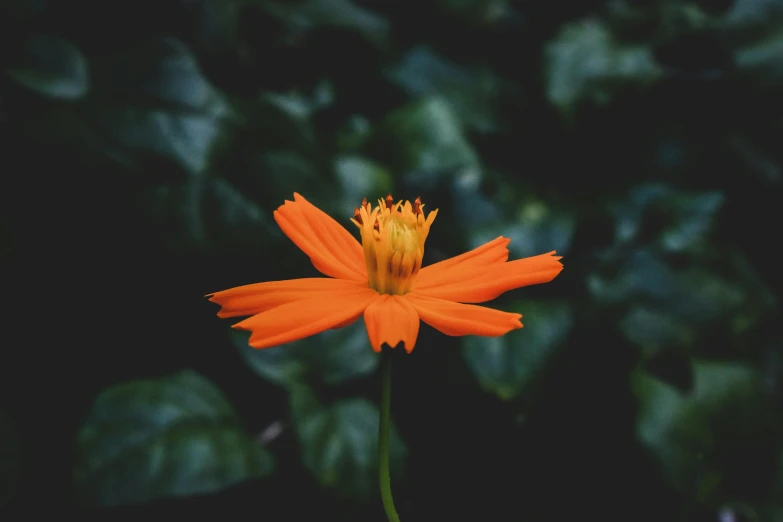 an orange flower with green leaves in the background, unsplash, minimalism, cosmos, instagram photo, dark backround, instagram post