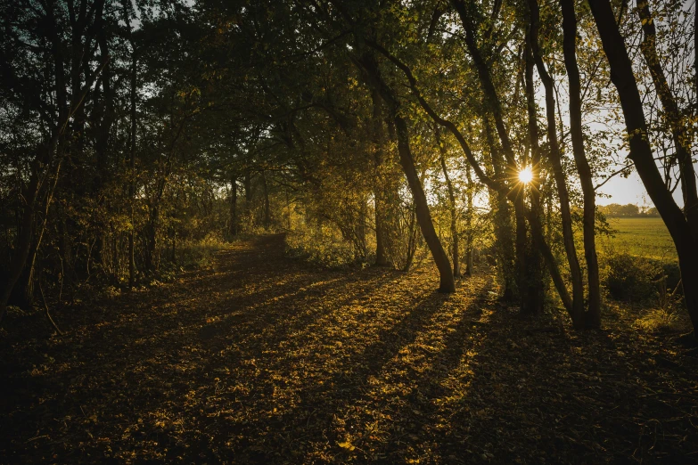 the sun is shining through the trees in the woods, unsplash, visual art, autumn leaves on the ground, golden hour photo, forest plains of yorkshire, golden hour”