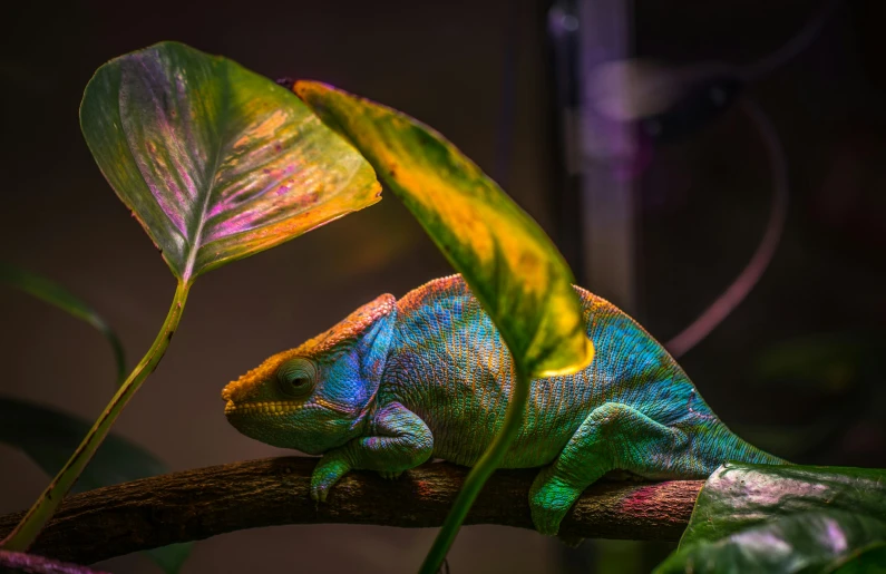 a chamelon sitting on top of a tree branch, a colorized photo, by Adam Marczyński, trending on pexels, rainbow lighting, indoor picture, chilling on a leaf, iridescent and golden