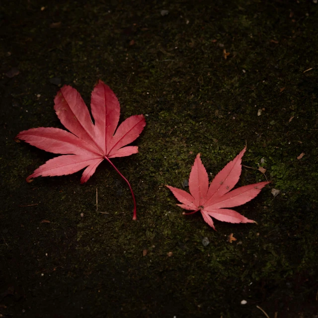 a couple of red leaves sitting on top of a moss covered ground, by Ikuo Hirayama, art photography, medium format color photography, marijuana leaves ) wet, sakura season, monochrome color