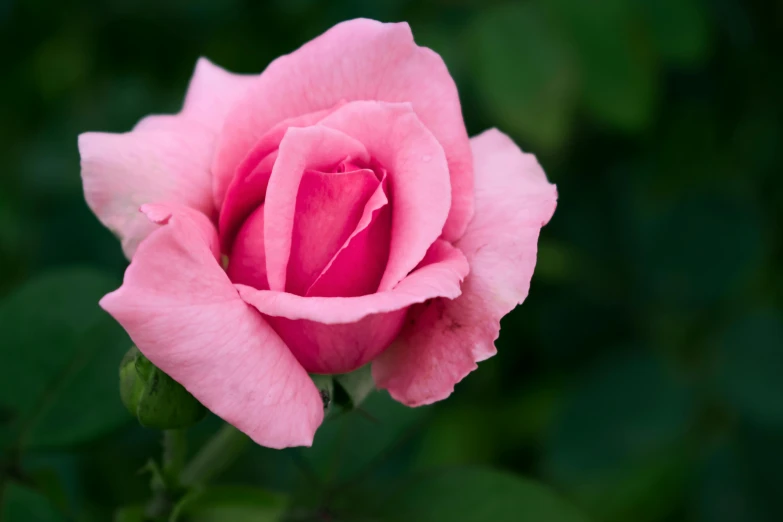 a pink rose with green leaves in the background, unsplash, ((pink)), slide show, william open, conor walton