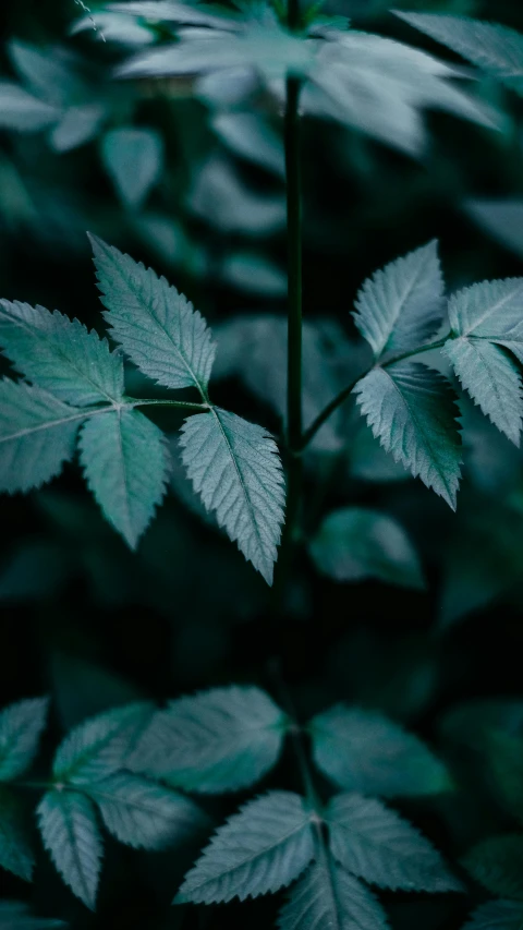 a close up of a plant with green leaves, inspired by Elsa Bleda, unsplash, hurufiyya, dark forest. strong, 268435456k film, color ( sony a 7 r iv, weed
