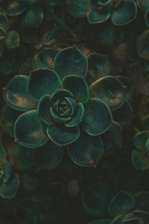 a close up of a plant with green leaves, trending on unsplash, dark teal, robotic cactus design, multiple stories, ((greenish blue tones))