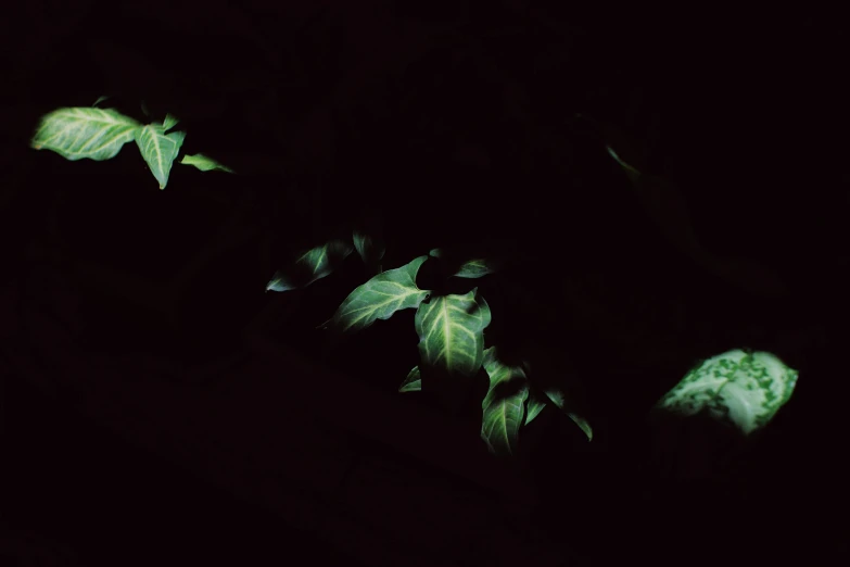 a plant that is glowing in the dark, an album cover, unsplash, hurufiyya, ivy vines, ignant, fragments, trap made of leaves