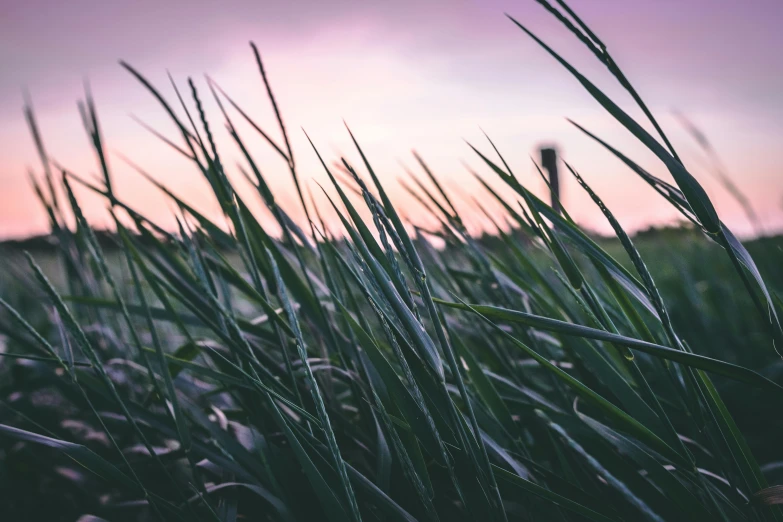 a field of grass with the sun setting in the background, by Carey Morris, unsplash, purple and green, straw, blade of grass, various posed