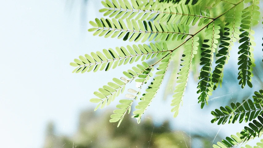 a bird sitting on top of a tree branch, a digital rendering, by Nicolette Macnamara, trending on pexels, moringa oleifera leaves, fern, in a sunny day, smooth tiny details