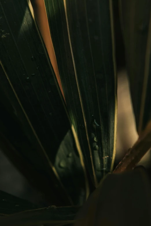 a close up of a plant with water droplets on it, hurufiyya, touches of gold leaf, anamorphic cinematography, palm lines, inside dark oil