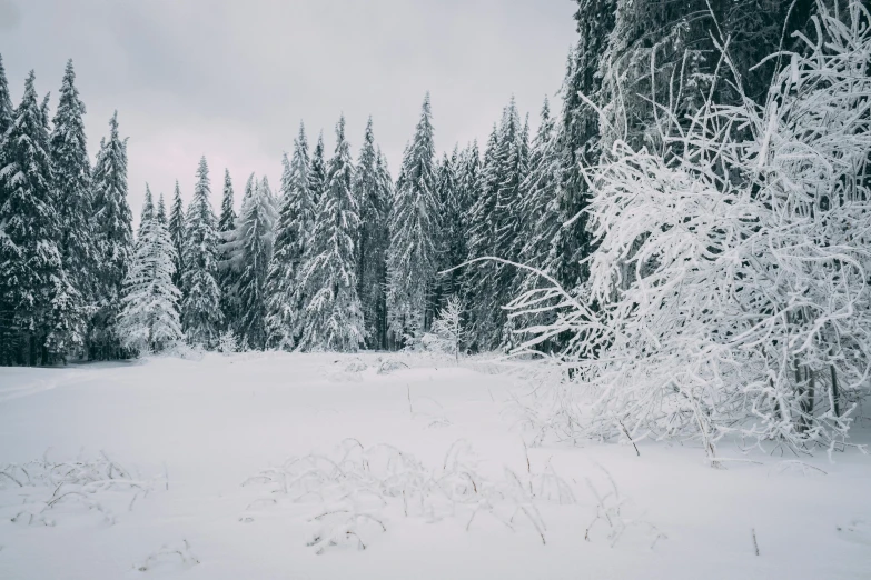 a snow covered field with trees in the background, inspired by Elsa Bleda, pexels contest winner, grey, evergreen, (3 are winter, hunting