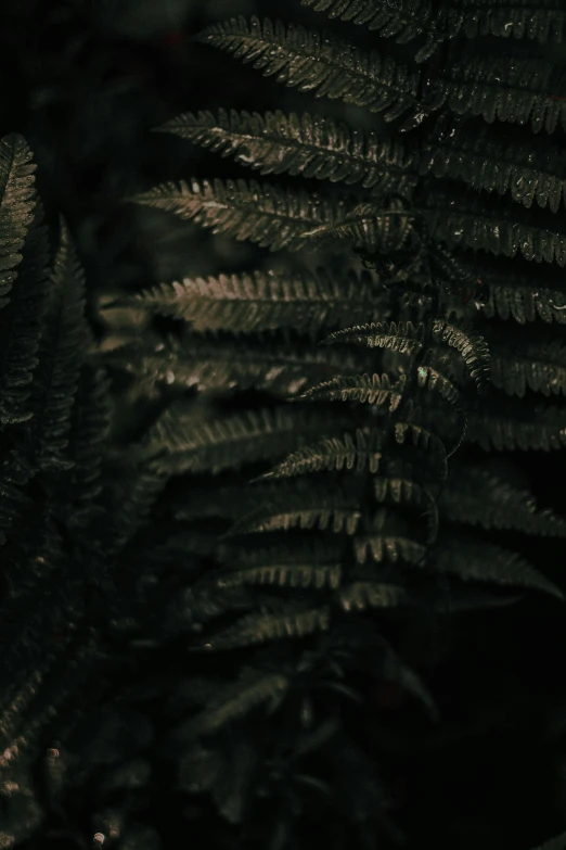 a black and white photo of a fern, an album cover, inspired by Elsa Bleda, unsplash contest winner, tonalism, very dark with green lights, 2 0 2 1 cinematic 4 k framegrab, ✨🕌🌙, ominous gothic aesthetic