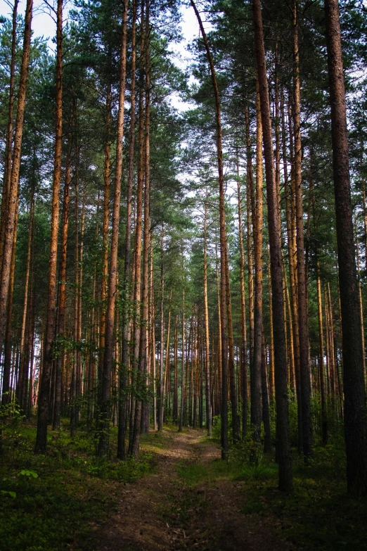 a forest filled with lots of tall trees, by Jacob Kainen, unsplash, late summer evening, ((trees)), sport, 8k))