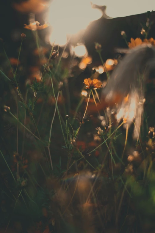 a field of flowers with the sun in the background, inspired by Elsa Bleda, glowing feathers, muted lights, dimly - lit, unsplash photo contest winner