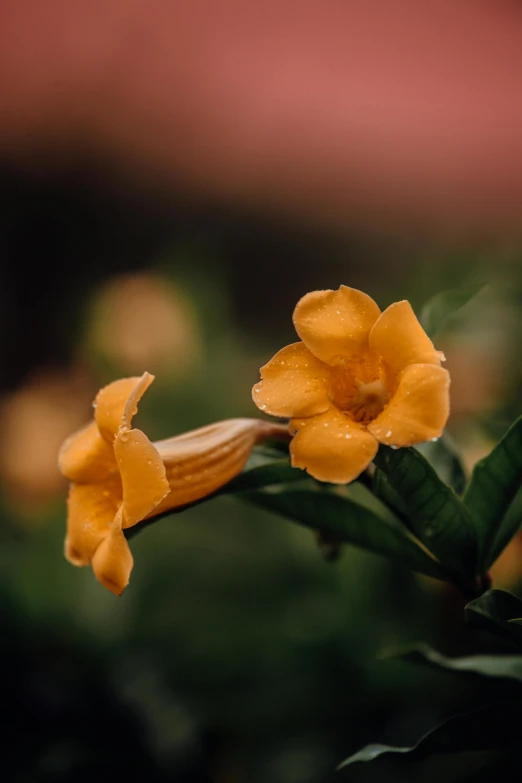 a close up of a flower on a plant, unsplash, yellow-orange, paul barson, bells, overcast weather