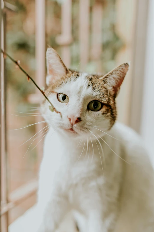 a cat sitting on top of a window sill, a picture, by Julia Pishtar, unsplash, branches sprouting from her head, white with chocolate brown spots, playful smirk, close - up portrait shot