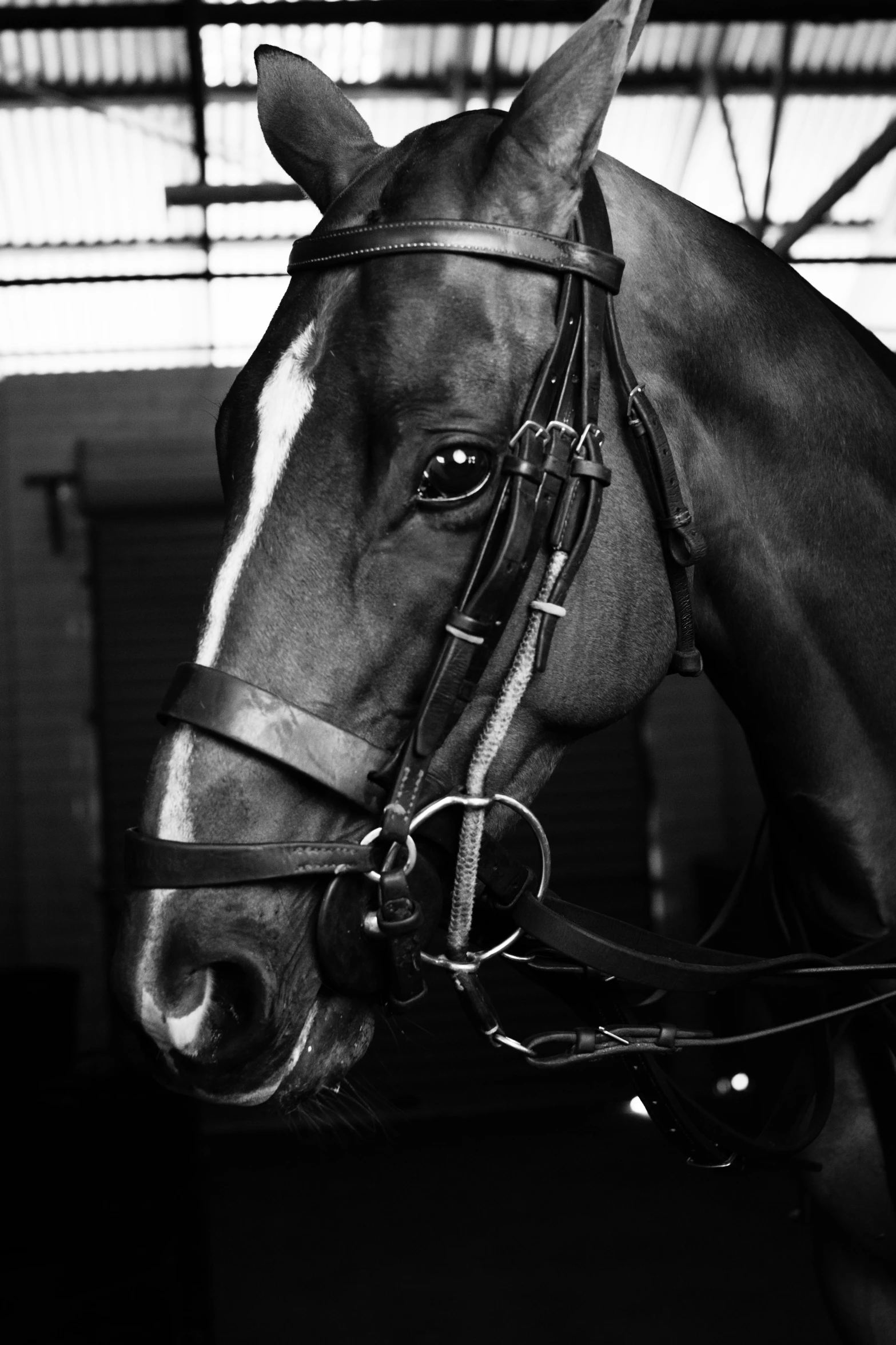 a black and white photo of a horse, by Daarken, truncated snout under visor, f/1.2, medium format. soft light, ((portrait))