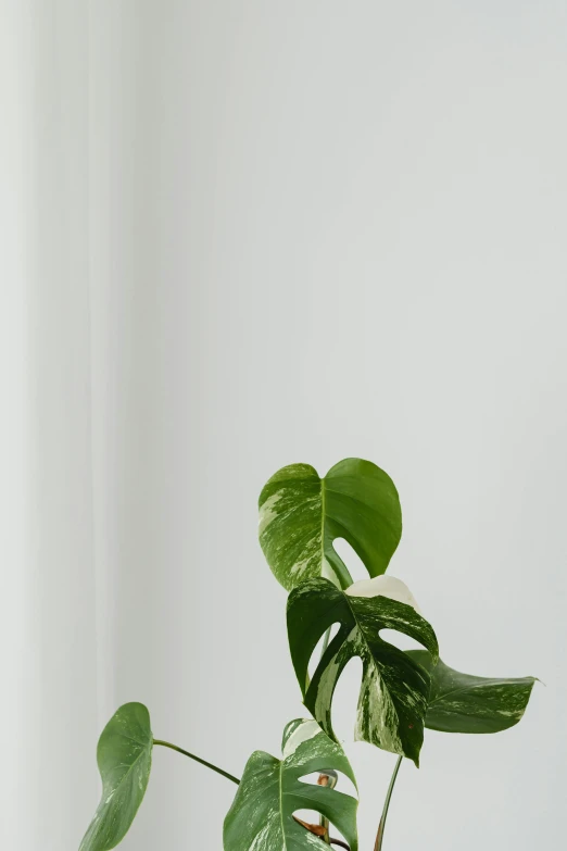 a potted plant sitting on top of a wooden table, by Carey Morris, minimalism, monstera deliciosa, no cropping, long view, on a pale background