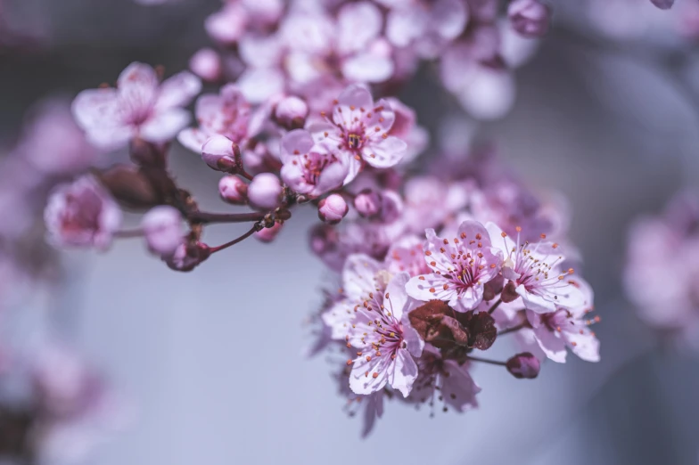 a close up of a bunch of flowers on a tree, a macro photograph, by Lee Loughridge, trending on unsplash, sakura season, paul barson, medium format, purple - tinted