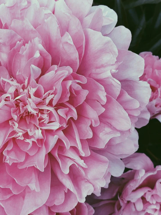 a close up of a bunch of pink flowers, by Carey Morris, unsplash, photorealism, joel meyerowitz, black peonies, medium format, ((pink))