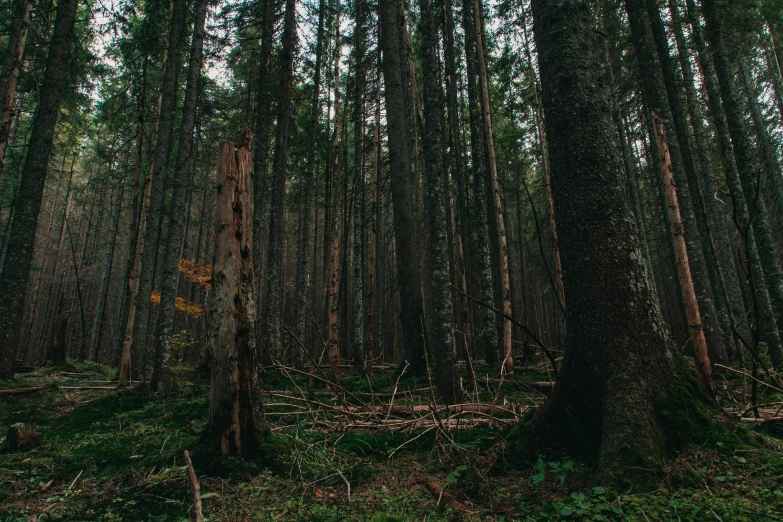 a forest filled with lots of tall trees, inspired by Elsa Bleda, pexels contest winner, fallen trees, ground - level medium shot, unsplash 4k, black forest