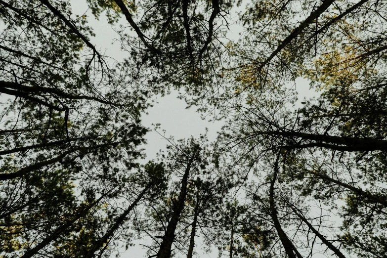 a forest filled with lots of tall trees, an album cover, by Attila Meszlenyi, unsplash, land art, view from below, ((trees))