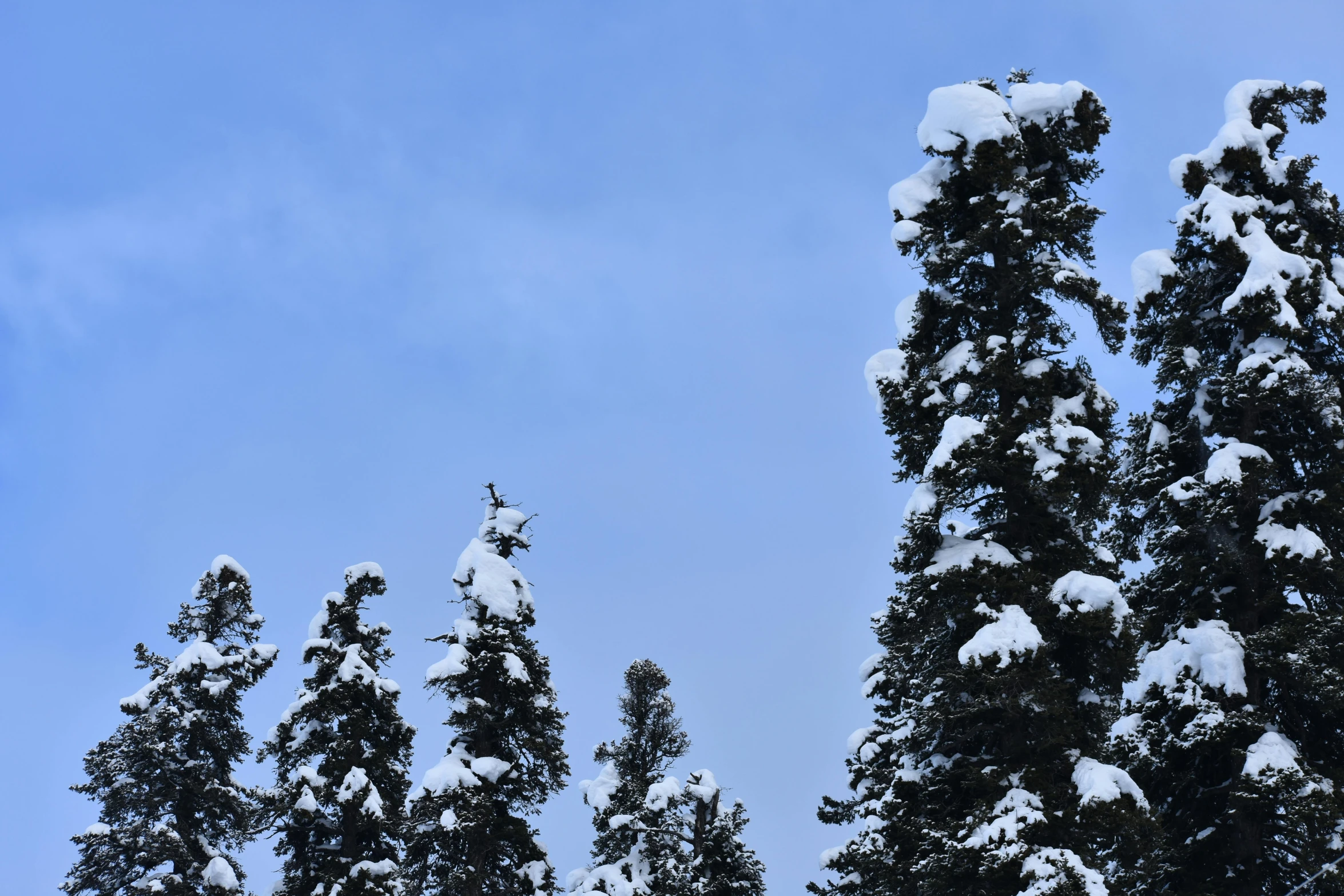 a man flying through the air while riding a snowboard, by Jessie Algie, unsplash, hurufiyya, spruce trees, alaska, tall tree, thumbnail