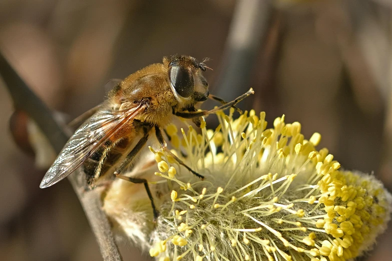 a close up of a bee on a flower, broad brush, local conspirologist, paul barson, avatar image