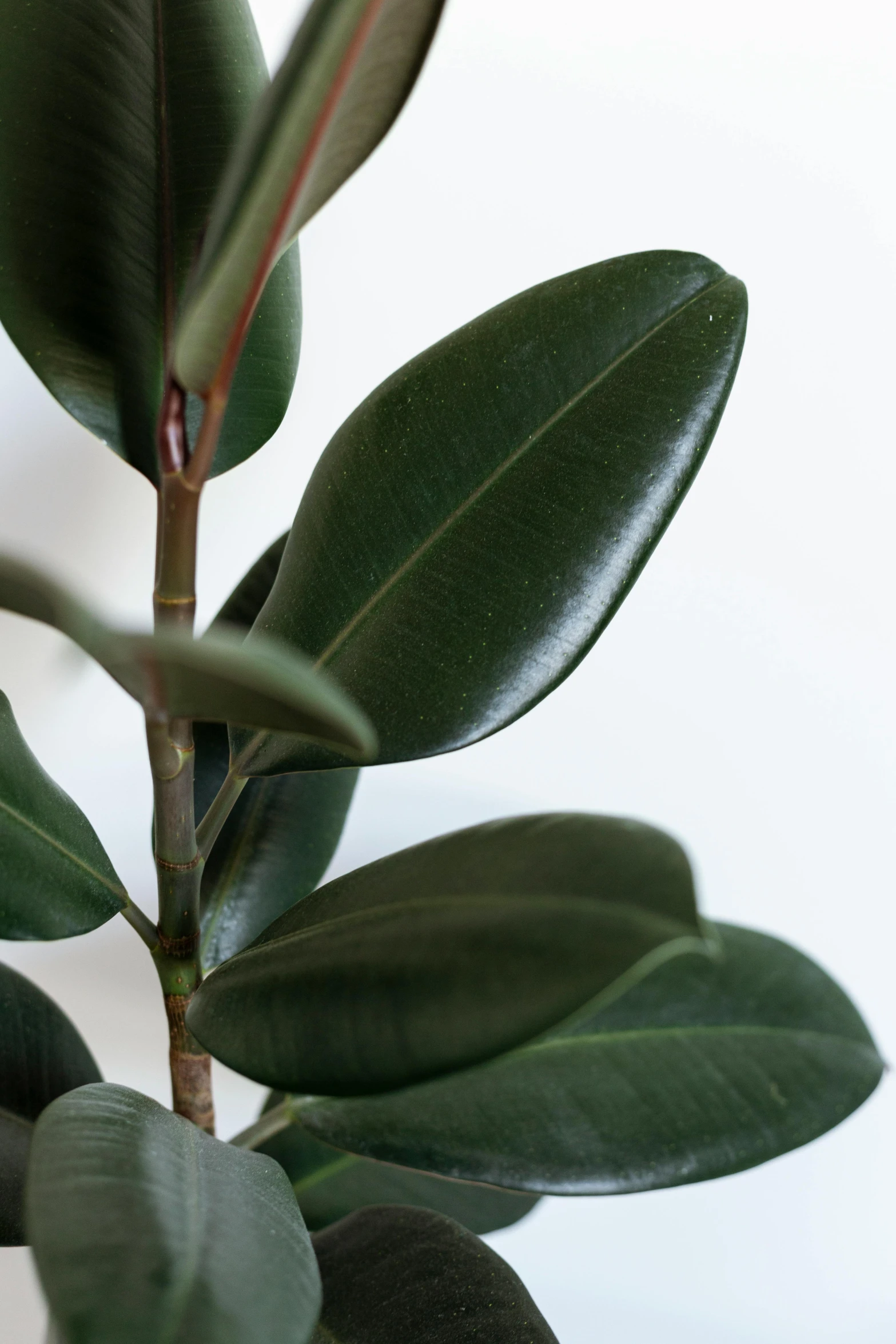 a close up of a plant with green leaves, inspired by Ruth Jên, magnolia stems, smooth clean surfaces, award - winning, olive