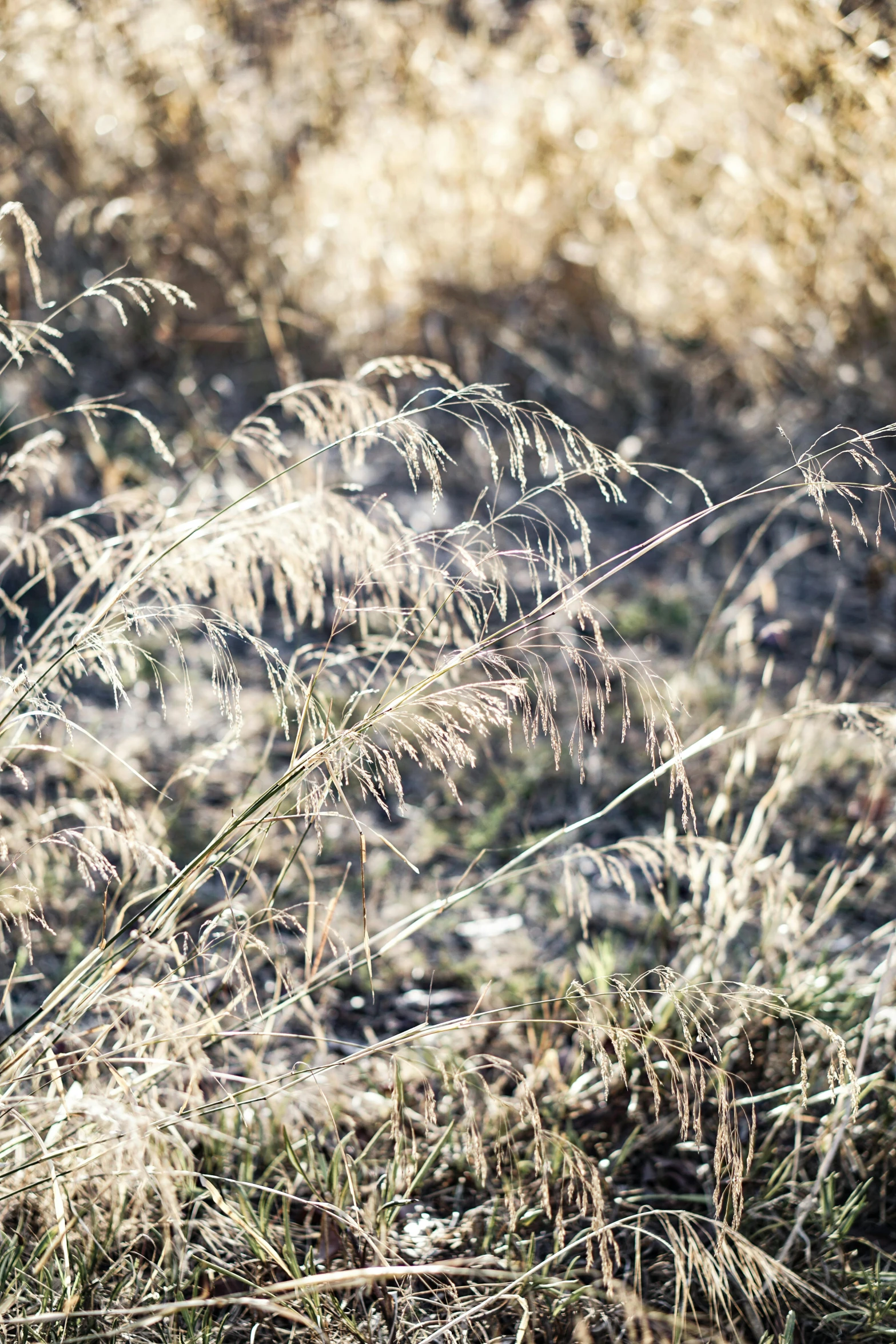 a fire hydrant sitting in the middle of a field, by Linda Sutton, unsplash, land art, stylized grass texture, panorama, dried fern, morning sunlight