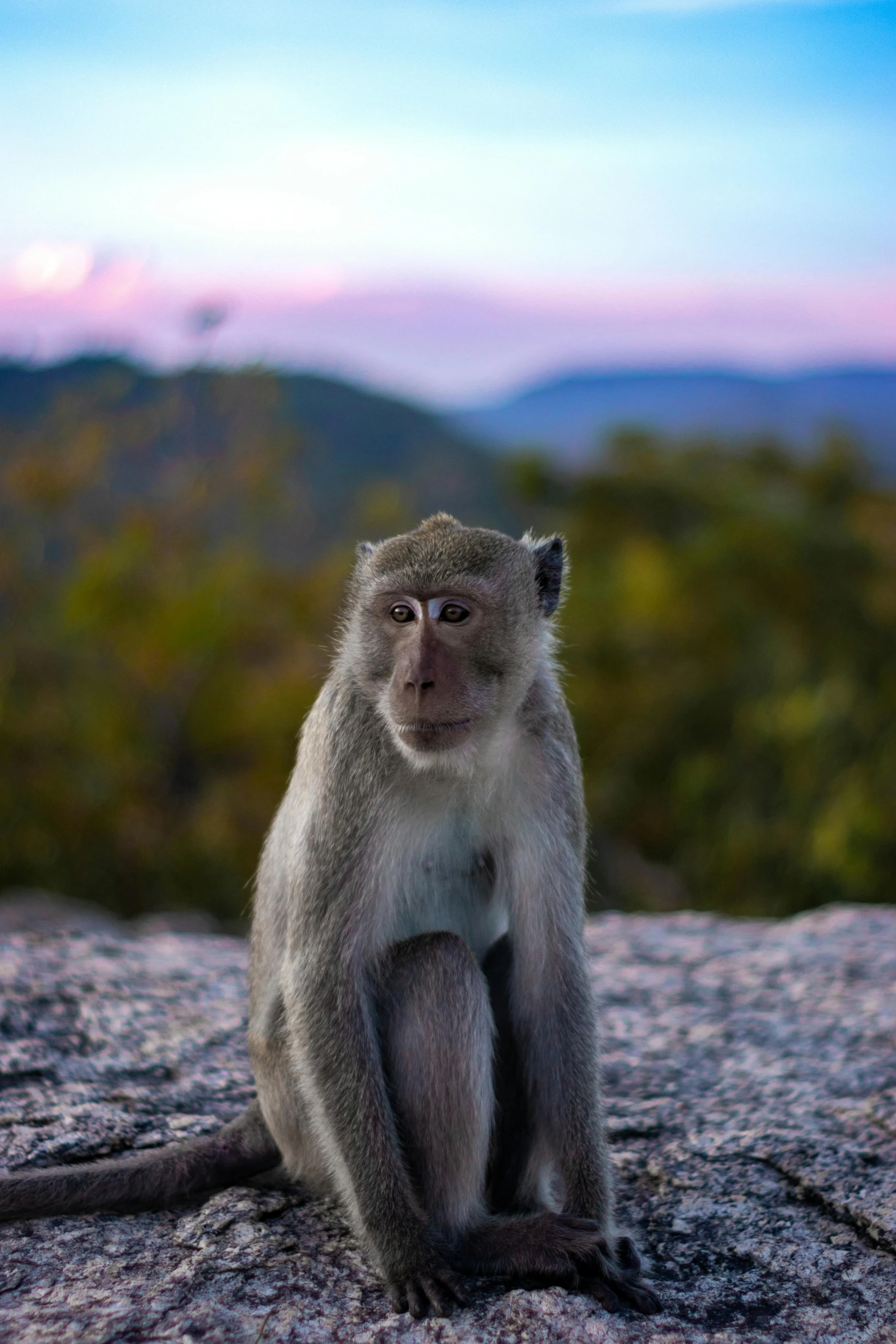 a monkey sitting on top of a rock, in the evening, facing the camera, highly upvoted, fan favorite